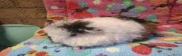 Guinea Pig rodents for sale: Baby Longhaired/Teddy Boars/Brothers RTR - Advert 16