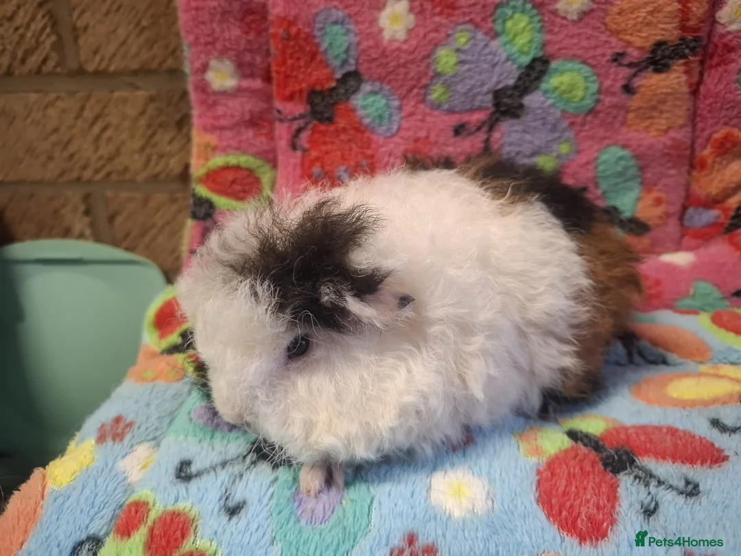 Guinea Pig rodents for sale: Baby Longhaired/Teddy Boars/Brothers RTR - Advert 16