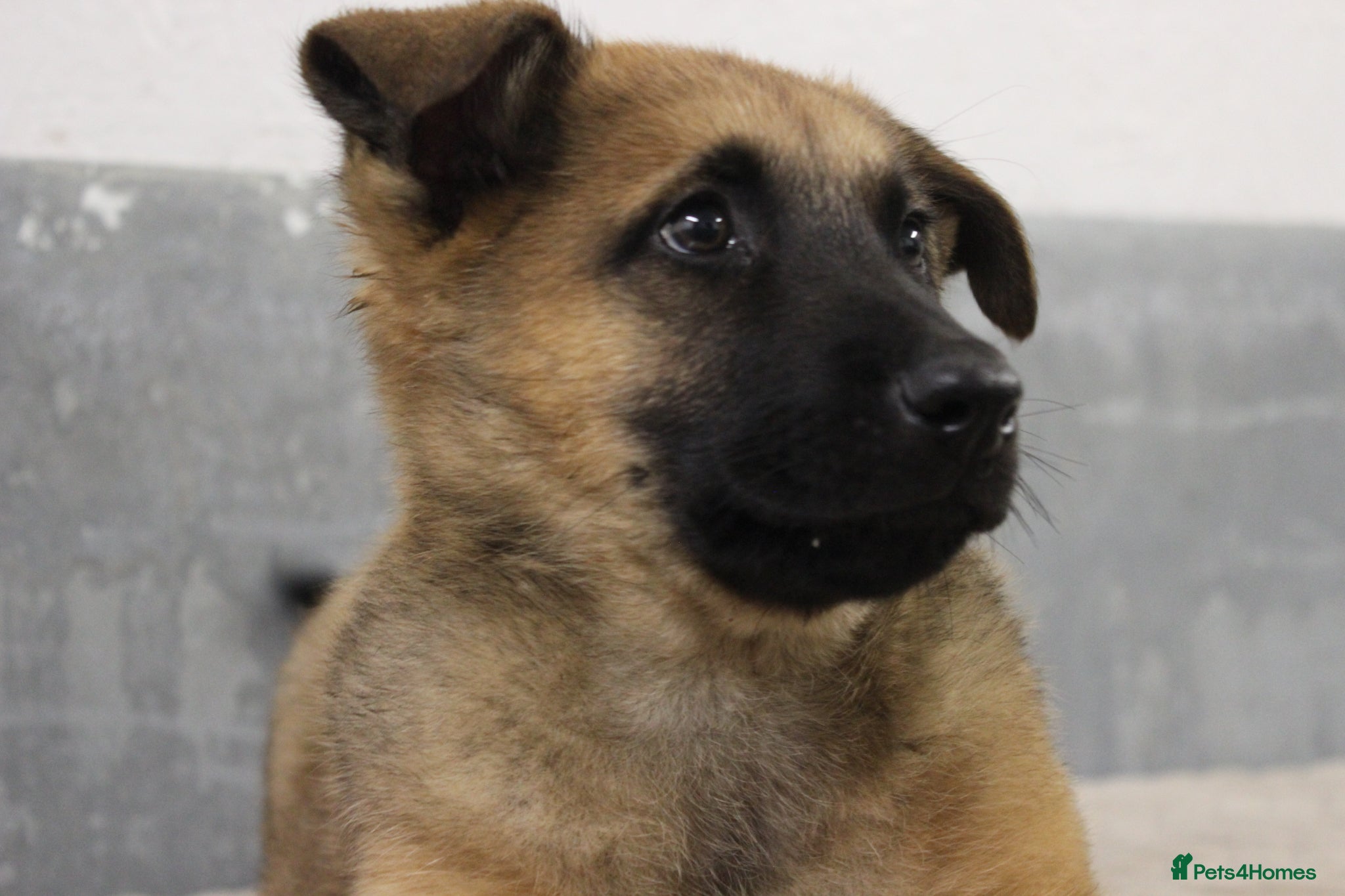 German Shepherd dogs for sale: German Shepherd Puppies  - Advert 8