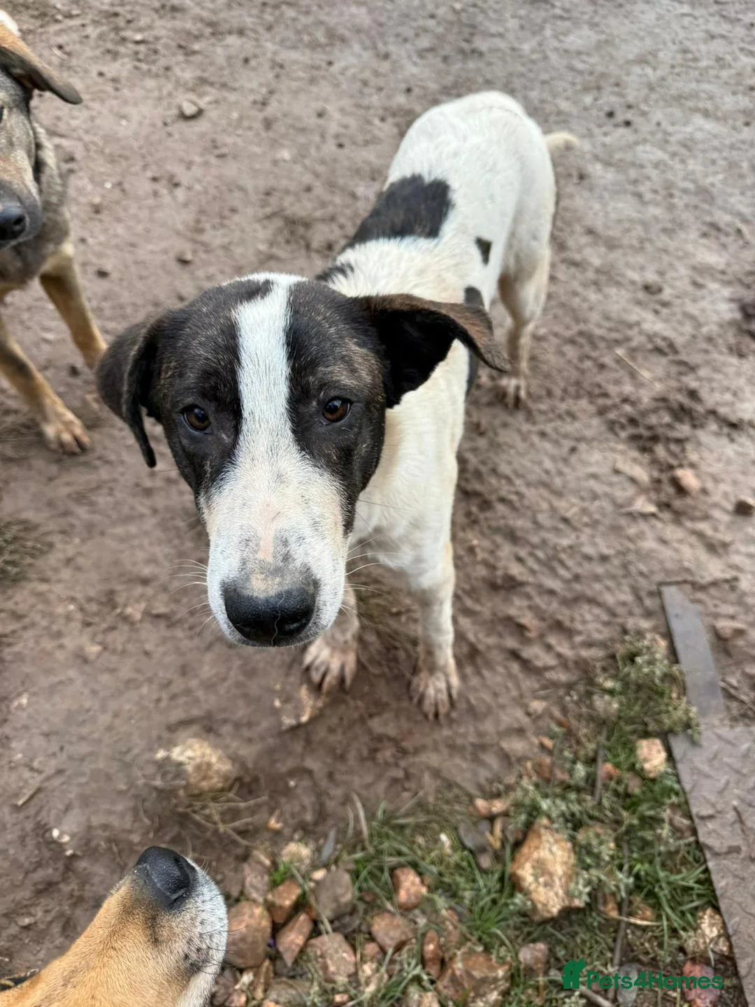 Mixed Breed dogs for adoption: MJ is looking for a family  - Advert 3