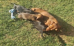 Miniature Dachshund dogs for sale: Outstanding Litter KC Reg Health Tested Parents - Image 15