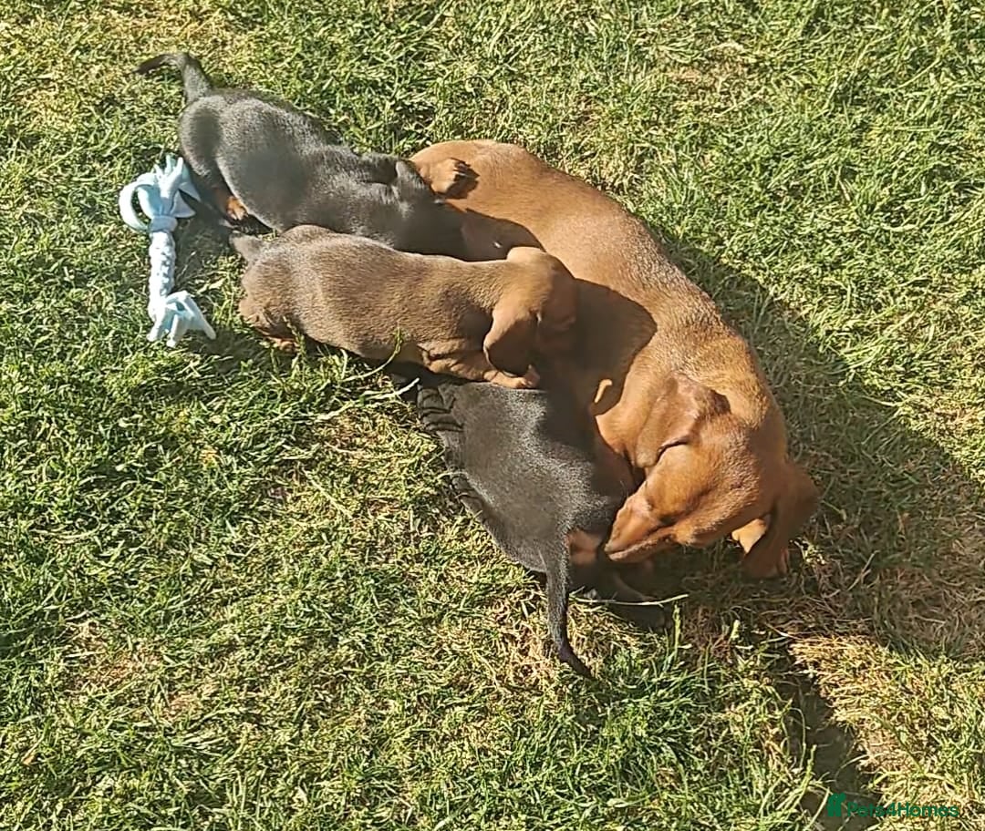 Miniature Dachshund dogs for sale: Outstanding Litter KC Reg Health Tested Parents - Image 15