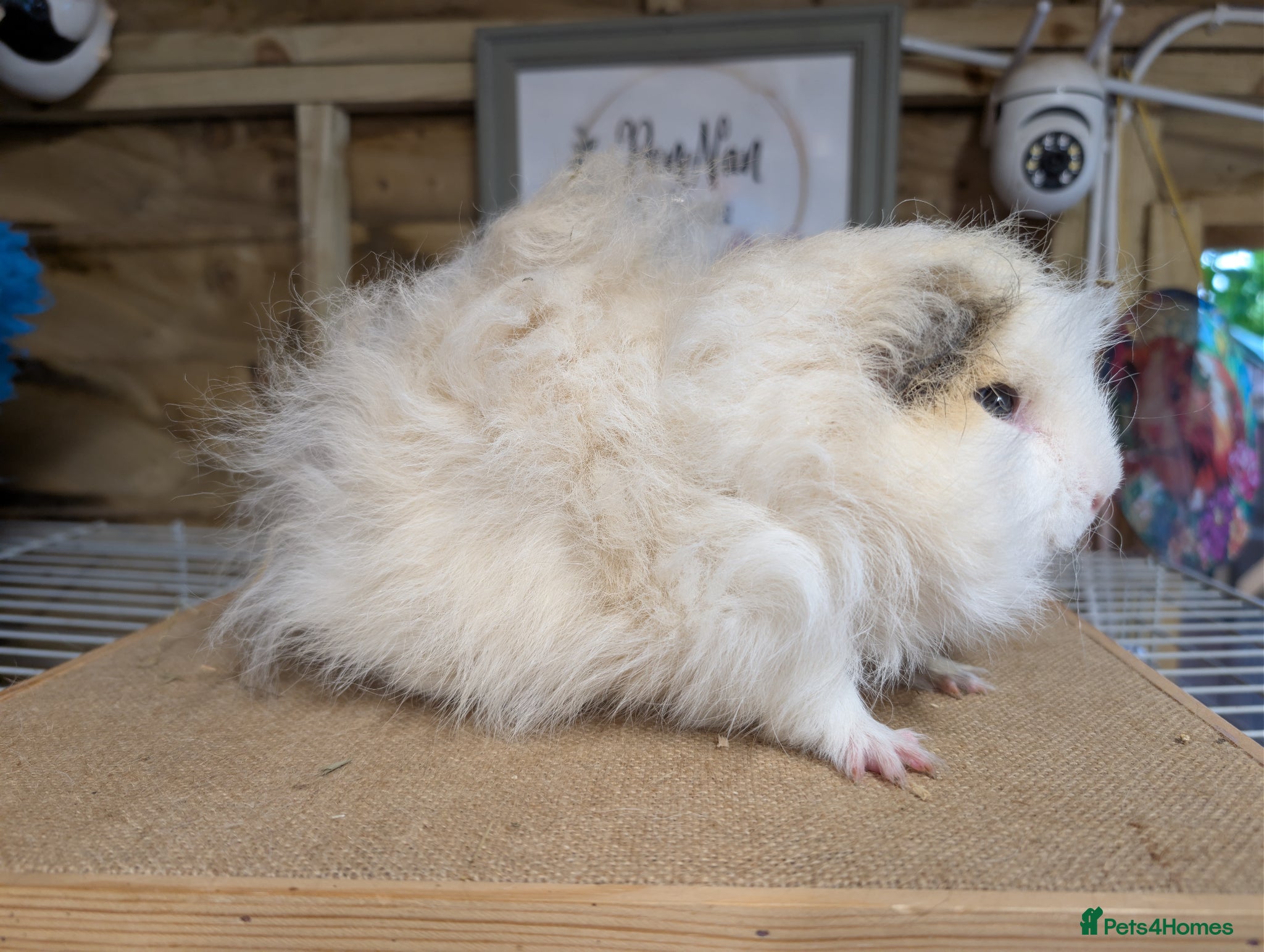 Guinea Pig rodents for sale: Proven Swiss Boar  - Advert 2