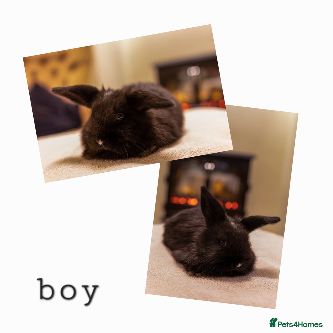 Mini Lop rabbits for sale: Ready soon 💫 Four gorgeous mini lop bunnies - Advert 3