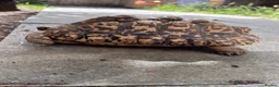 Tortoise reptiles for sale: Female leopard tortoise  - Advert 6
