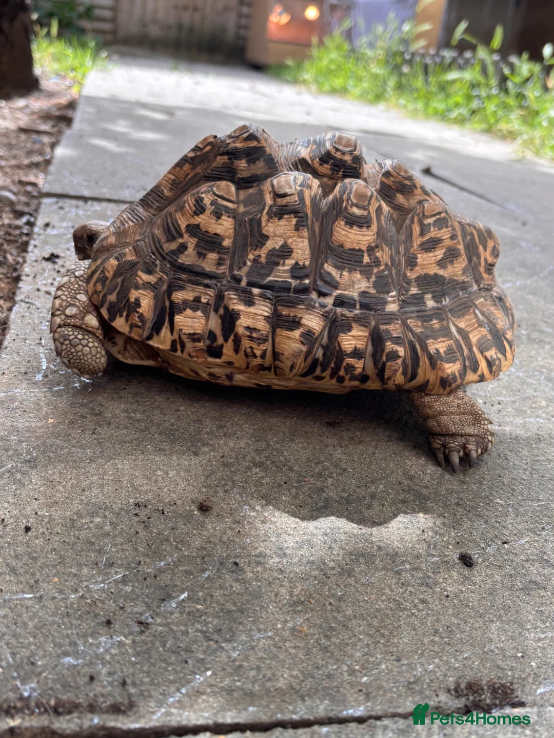 Tortoise reptiles for sale: Female leopard tortoise  - Advert 6
