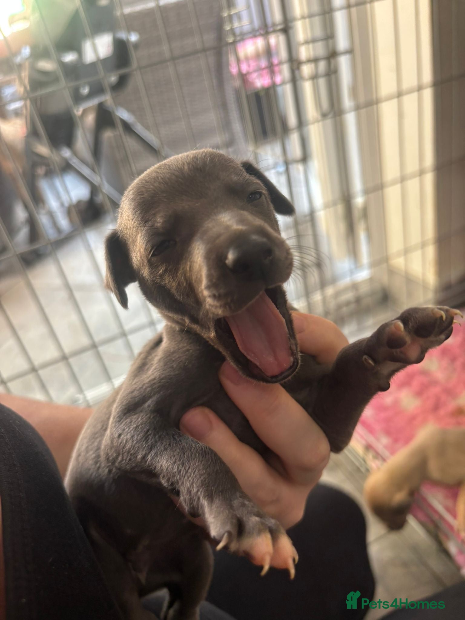 Mixed Breed dogs 3/4 Italian greyhound 1/4 whippet puppies  - Advert 3