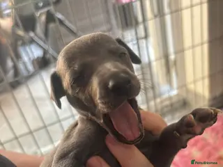 Mixed Breed dogs 3/4 Italian greyhound 1/4 whippet puppies - Advert 2