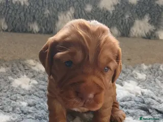 Cocker Spaniel dogs Kc Reg Health Tested Red Cocker Spaniel Boy - Advert 13