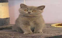 British Shorthair cats for sale: STUNNING, HEALTH TESTED PARENTS, BLUE BSH KITTENS in Burntwood - Image 1