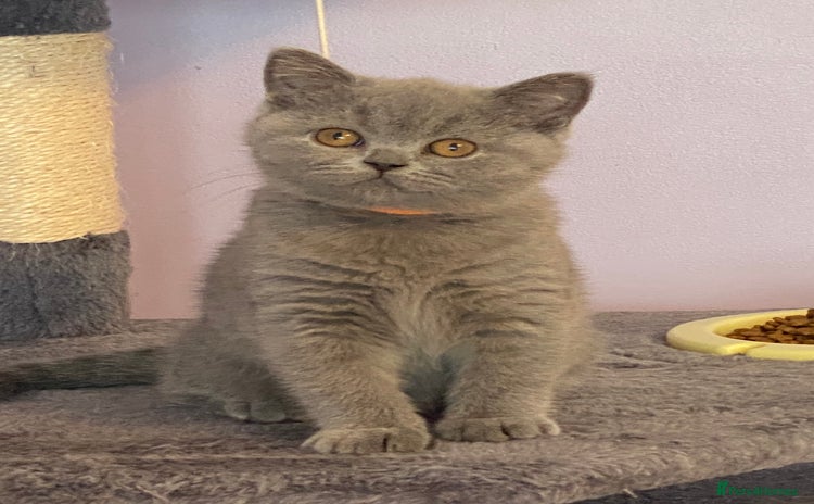 British Shorthair cats in Burntwood - Advert 16