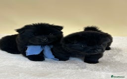 Chow Chow dogs for sale: Beautiful KC registered Chow Chow puppies  - Image 6