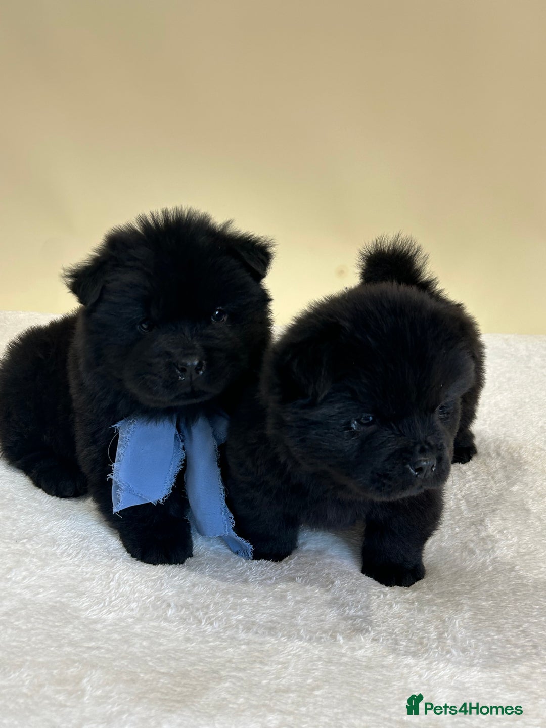 Chow Chow dogs for sale: Beautiful KC registered Chow Chow puppies  - Image 6