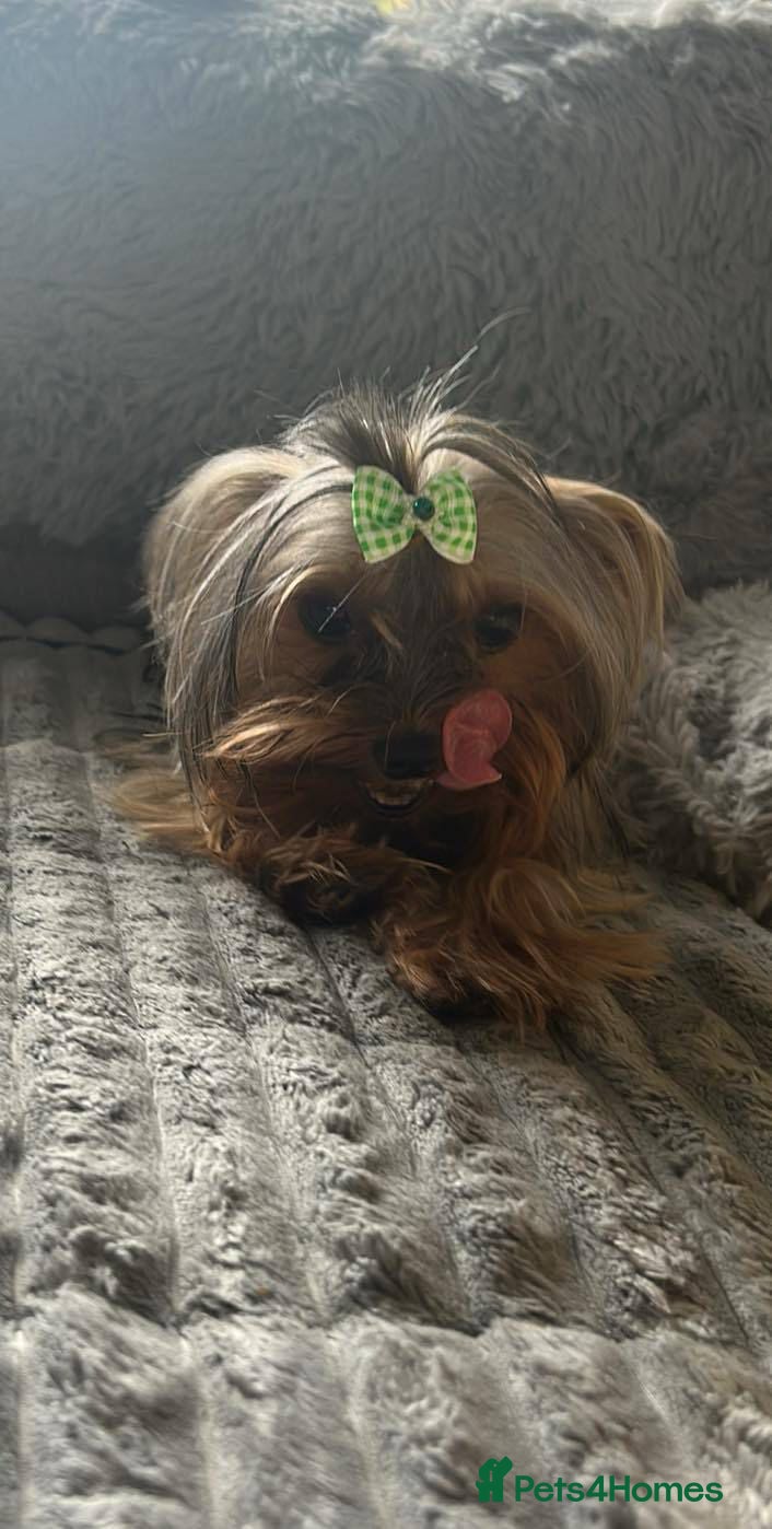 Yorkshire Terrier dogs  **  Yorkshire terrier  - Advert 3