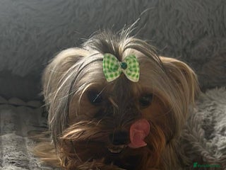 Yorkshire Terrier dogs ** Yorkshire terrier - Advert 2