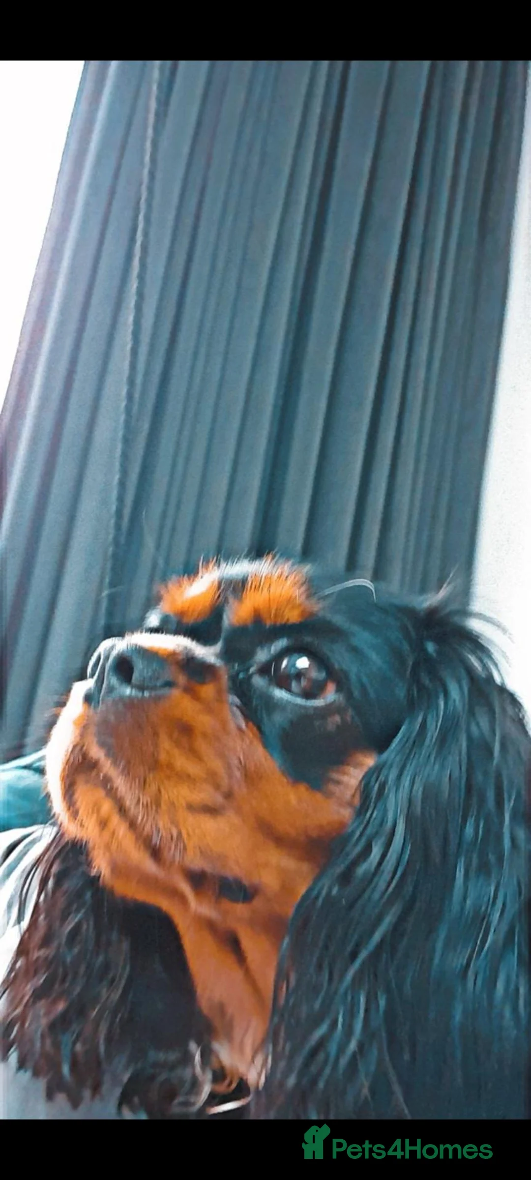 Cavalier King Charles Spaniel dogs for sale: StunningPuppiesChampBloodline–HealthTestedParent - Advert 8