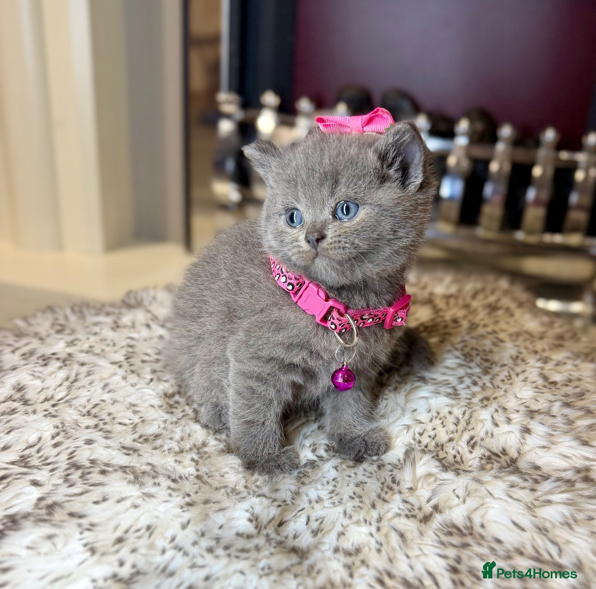 British Shorthair cats British shorthair kittens  - Advert 17