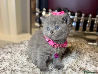 British Shorthair cats British shorthair kittens - Advert 17