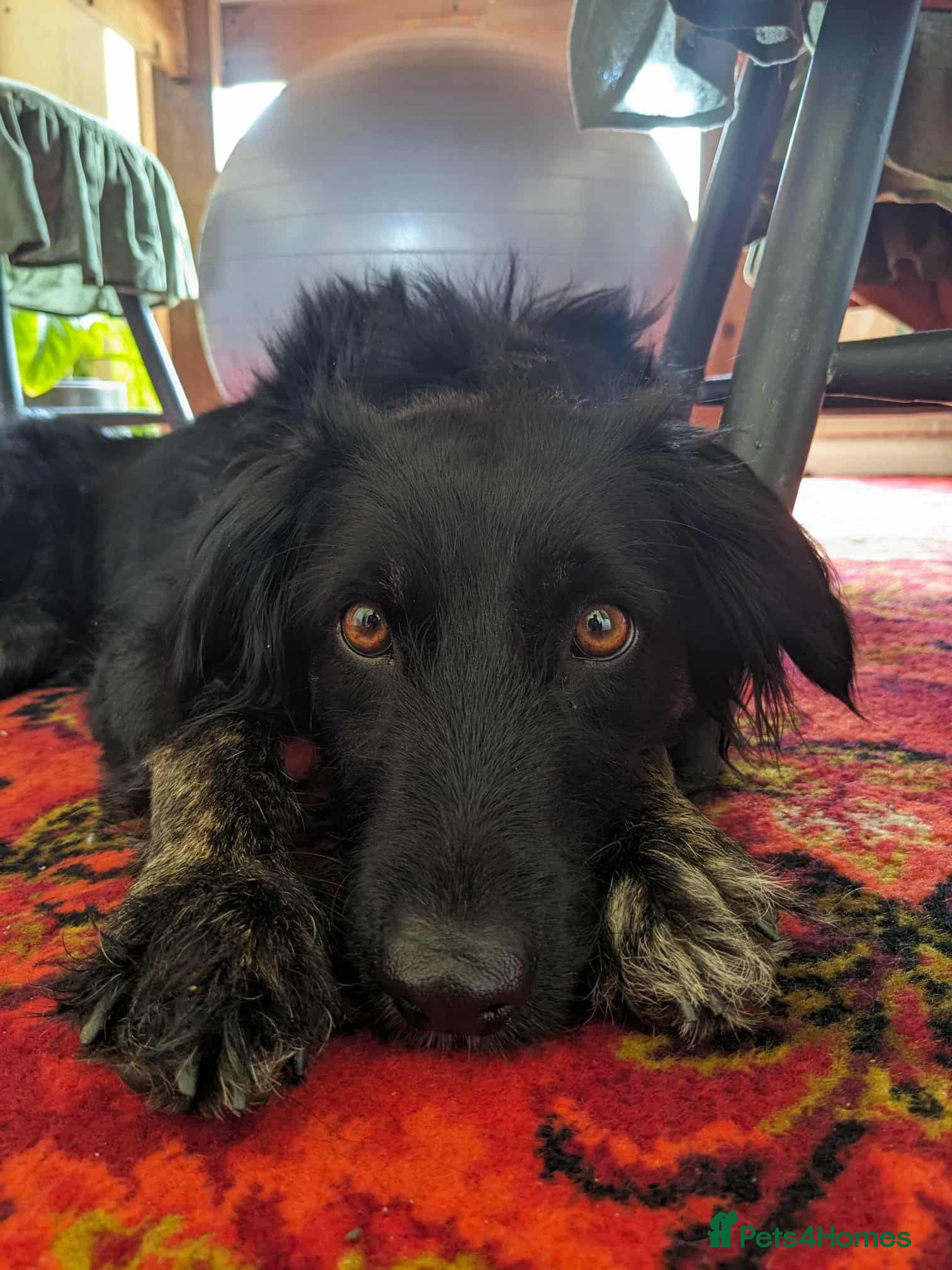 Mixed Breed dogs TILLY (All black girl) - Advert 6