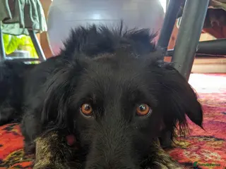 Mixed Breed dogs TILLY (All black girl) - Advert 17