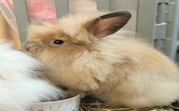 Lionhead rabbits for sale: Male and female lion head - Image 4