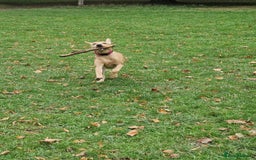 Labrador Retriever dogs for sale: Beautiful lab, dna tested 100% labrador retriever - Advert 5