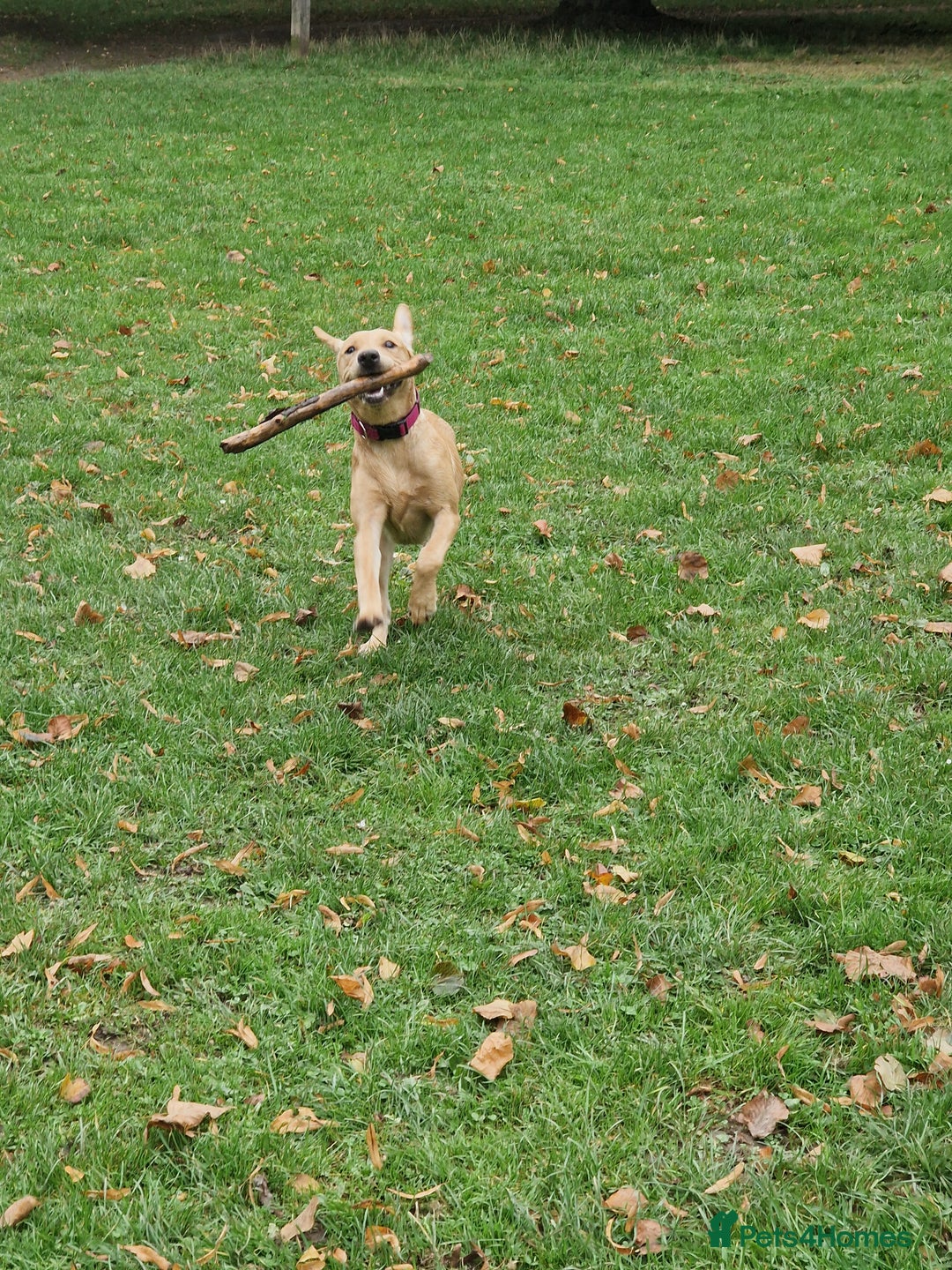 Labrador Retriever dogs for sale: Beautiful lab, dna tested 100% labrador retriever - Advert 5