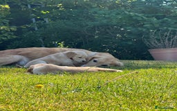 Golden Retriever dogs for sale: ⭐️Fantastic⭐️KC Reg Puppy⭐️Healthy Golden Ret - Image 6
