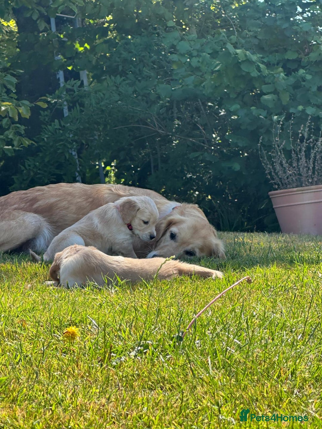 Golden Retriever dogs for sale: ⭐️Fantastic⭐️KC Reg Puppy⭐️Healthy Golden Ret - Image 6