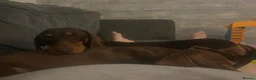 Miniature Dachshund dogs for sale: 2x adult minute dachund  - Advert 9