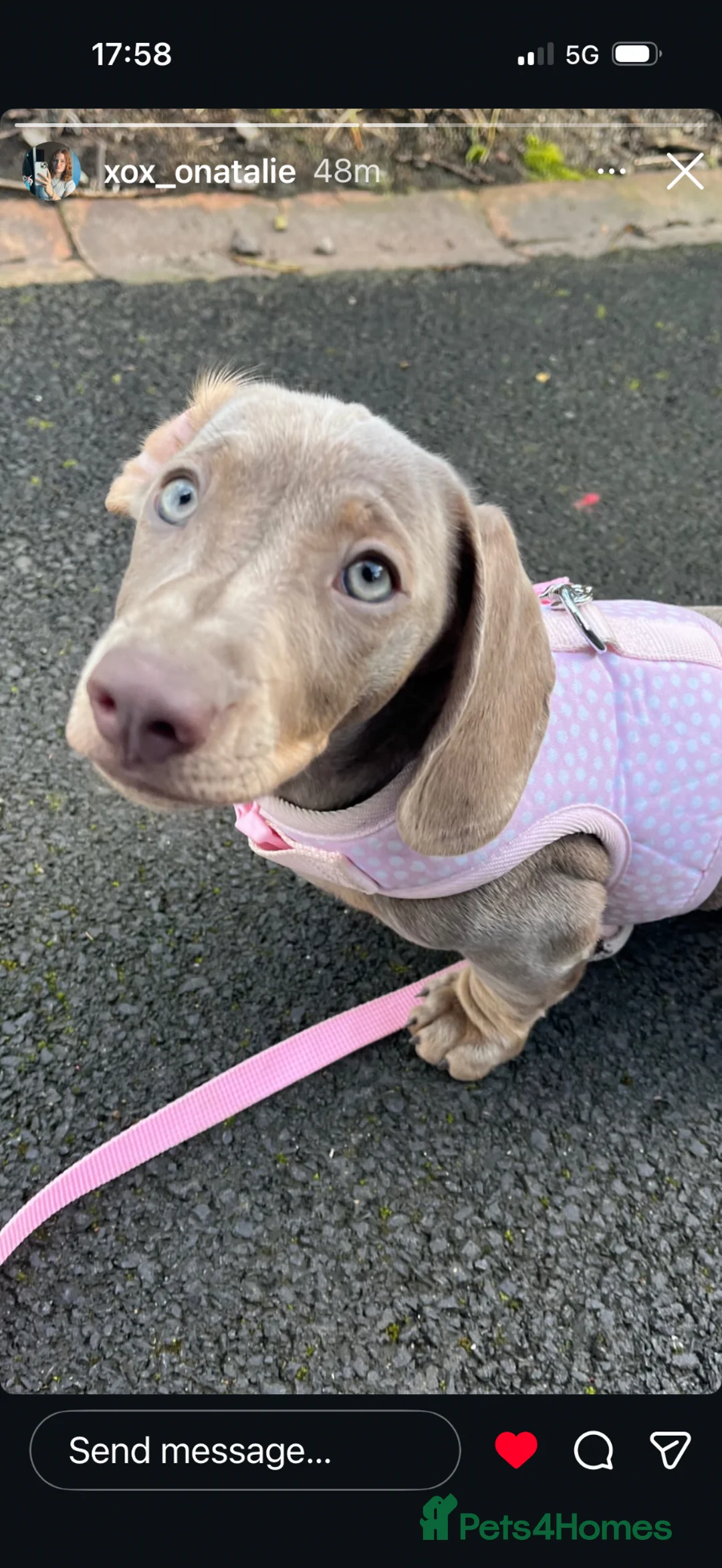Miniature Dachshund dogs for sale: Mini dachshund blue lilac  - Advert 1