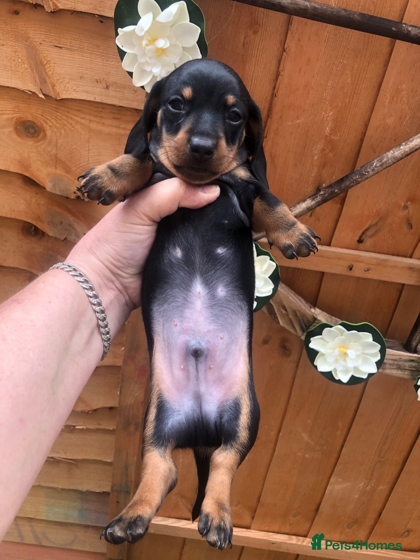 Dachshund dogs Miniature dutch hound, puppies  - Advert 4