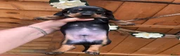 Dachshund dogs for sale: Miniature dutch hound, puppies  - Advert 4
