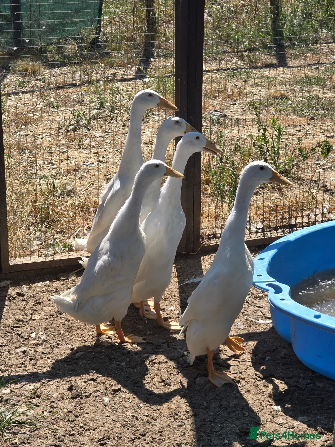 Ducks poultry for sale: White Indian Runner ducks - Advert 4