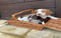 Cocker Spaniel dogs for sale: Cocker spaniel puppies  - Advert 15
