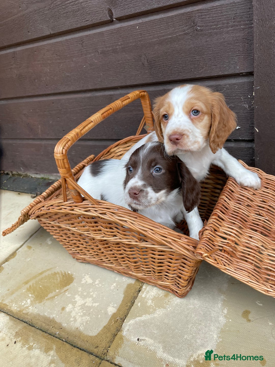 Cocker Spaniel dogs for sale: Cocker spaniel puppies  - Advert 15