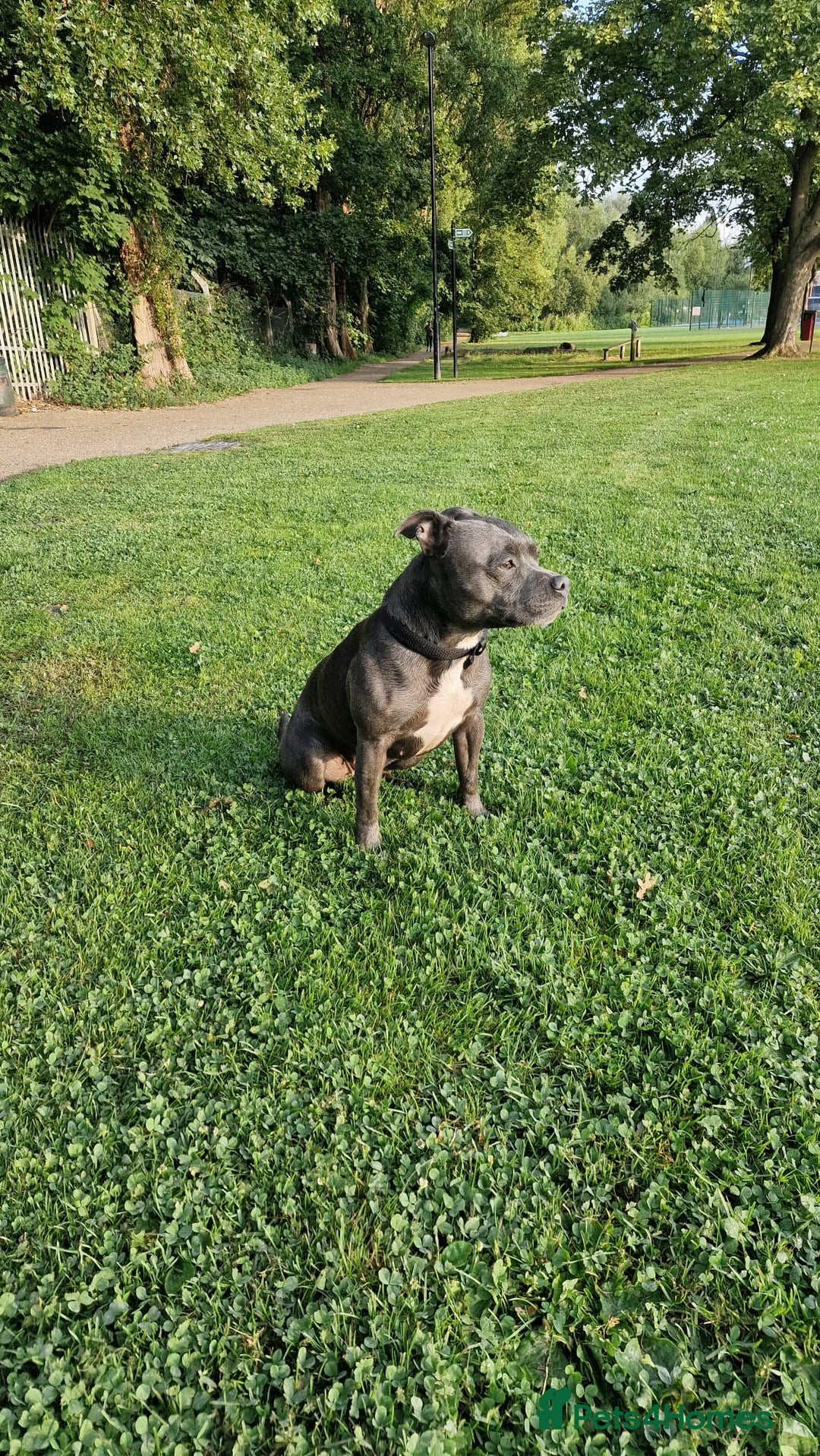 Staffordshire Bull Terrier dogs for sale: KC blue Staffordshire bull terriers - Image 13