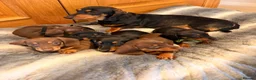 Miniature Dachshund dogs for sale: Beautiful Miniature Dachsund Puppies - Advert 3