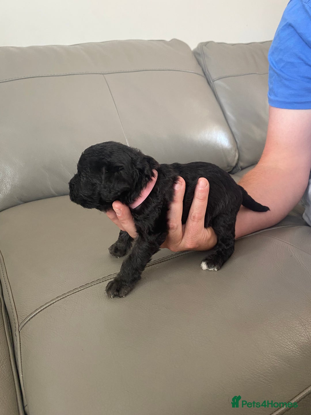 Bedlington Terrier dogs for sale: KC registered Bedlington terrier puppies - Image 16