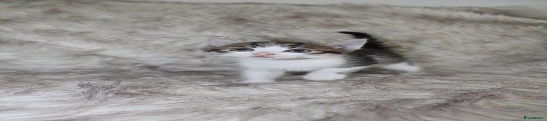 Tom