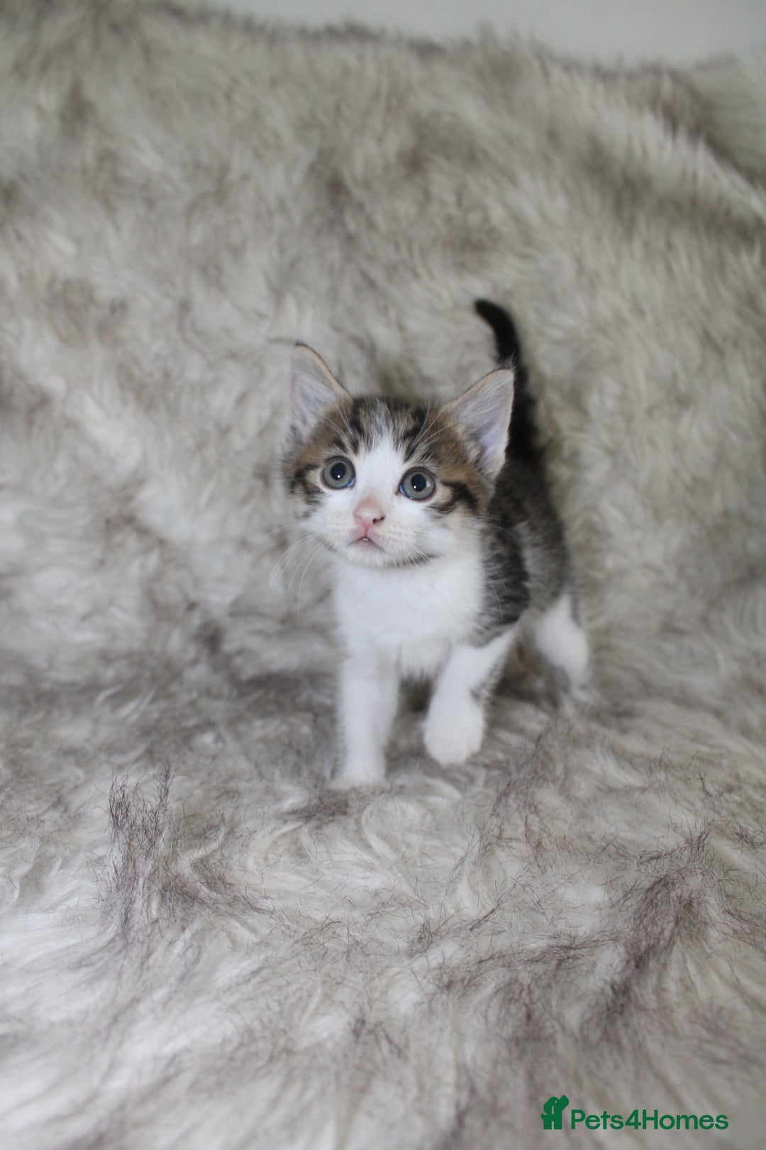 Mixed Breed cats for sale: Mixed breed kittens  - Image 6