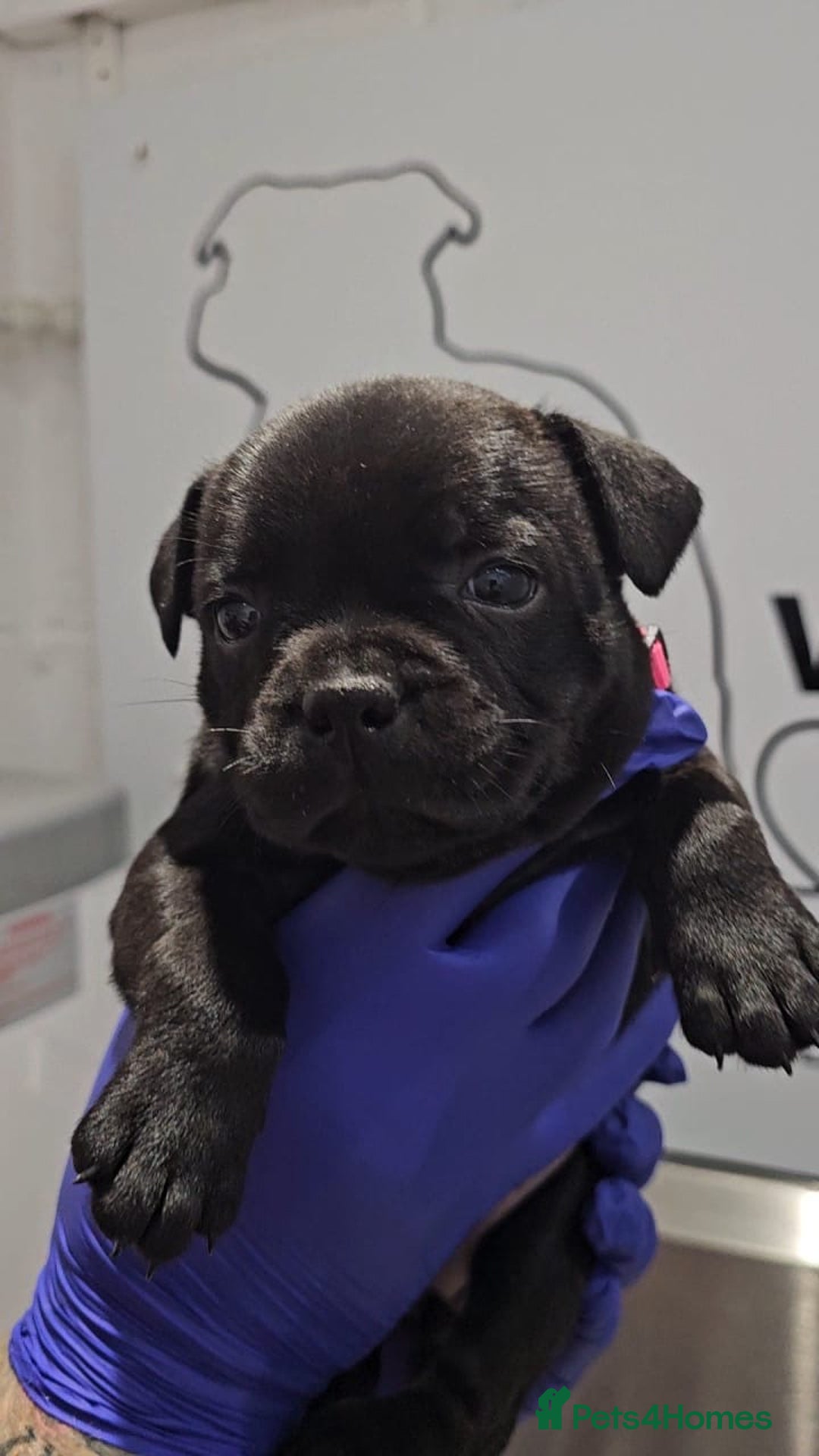 Staffordshire Bull Terrier dogs for sale: 9 week old girl looking for home - Advert 5