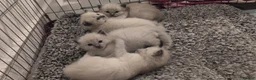 Ragdoll cats for sale: ✨🐾 STUNNING BLUE POINT RAGDOLL KITTENS – £600 🐾✨ - Advert 9