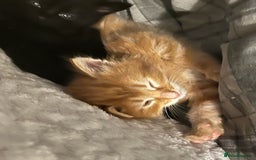European cats for sale: Kittens - Image 4