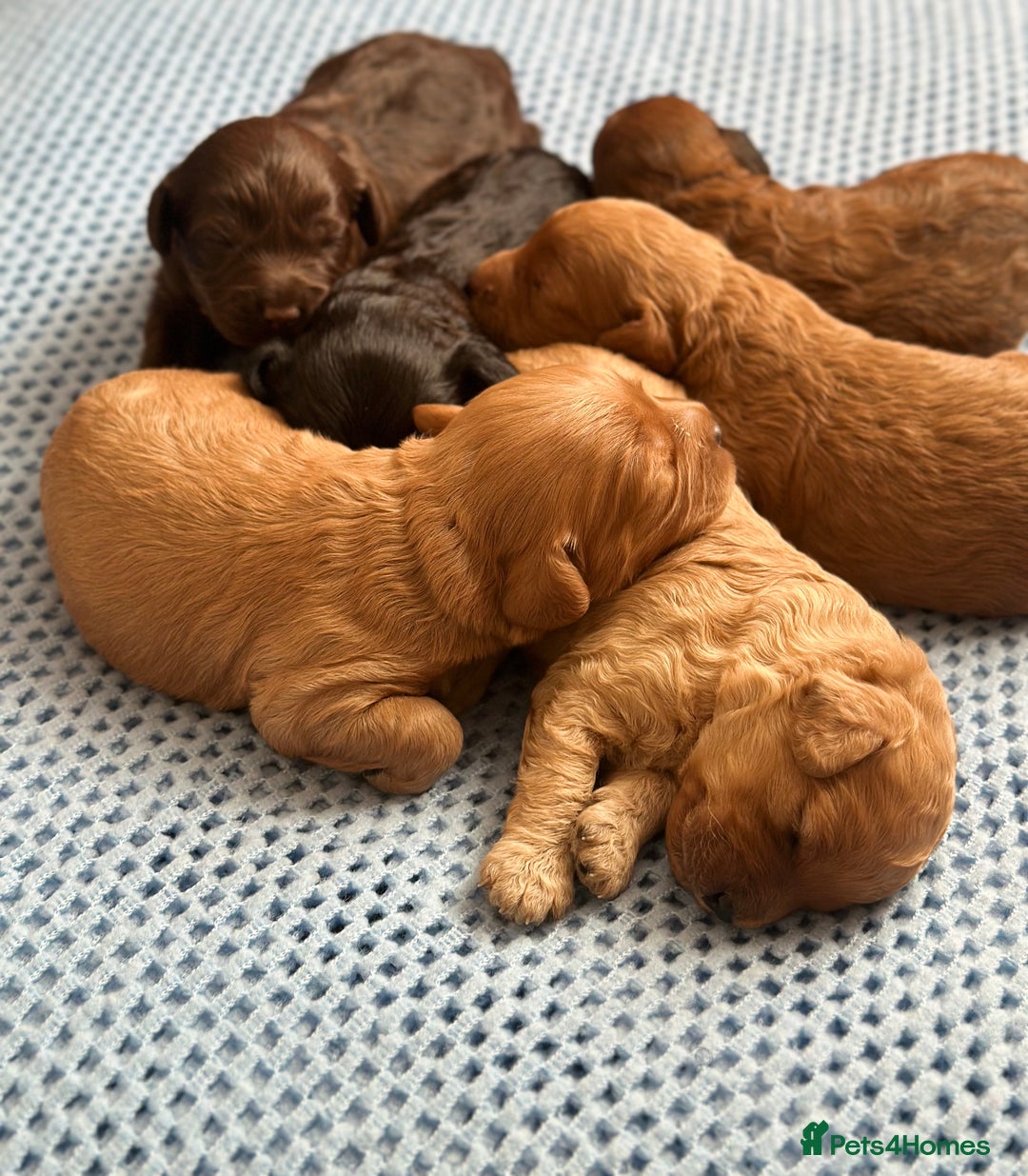 Cavapoo dogs for sale: Beautiful & Healthy Cavapoo Puppies   - Image 19