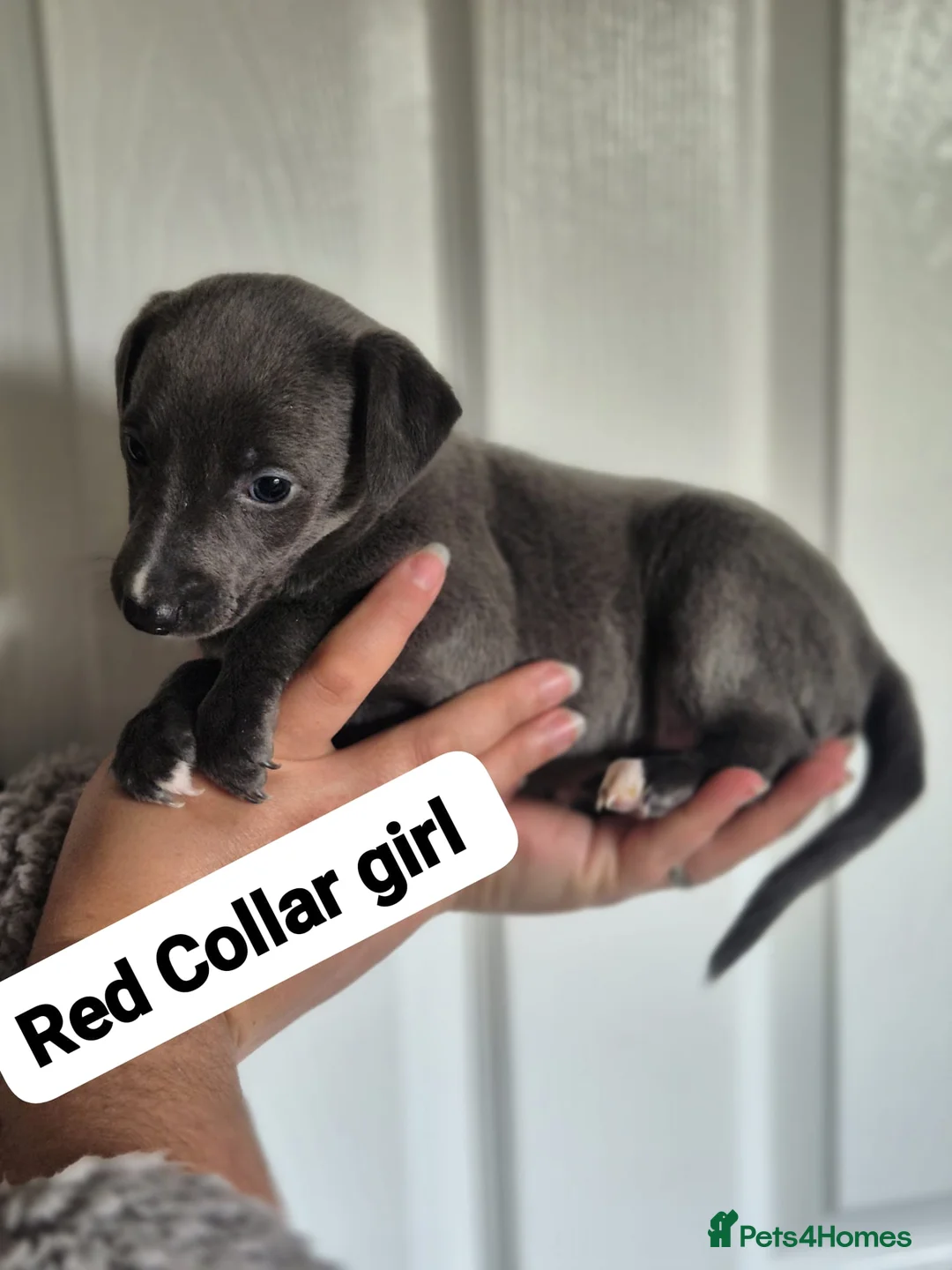 Whippet dogs for sale: Beautiful litter of Whippets - Advert 10