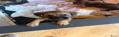 Puppy 1