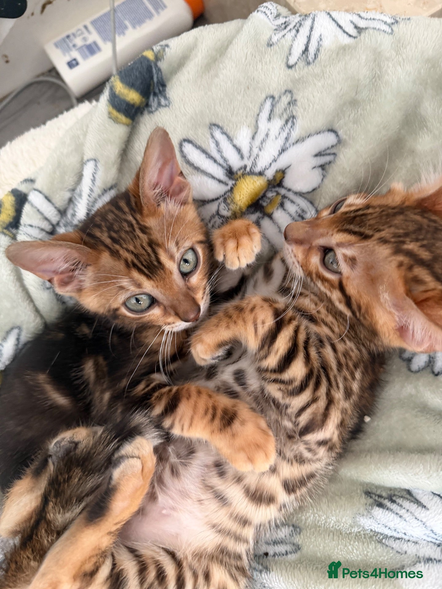 Bengal cats Beautiful bengals - Advert 6