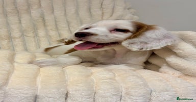 Cocker Spaniel dogs - Advert 8