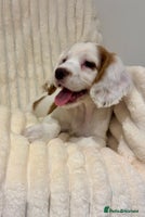 Cocker Spaniel dogs - Advert 8